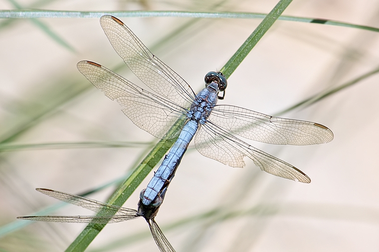 Orthetrum coerulescens ??